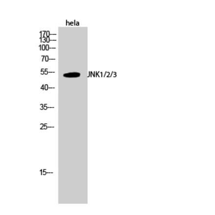 Western blot - JNK1/2/3 Polyclonal Antibody from Signalway Antibody (41085) - Antibodies.com