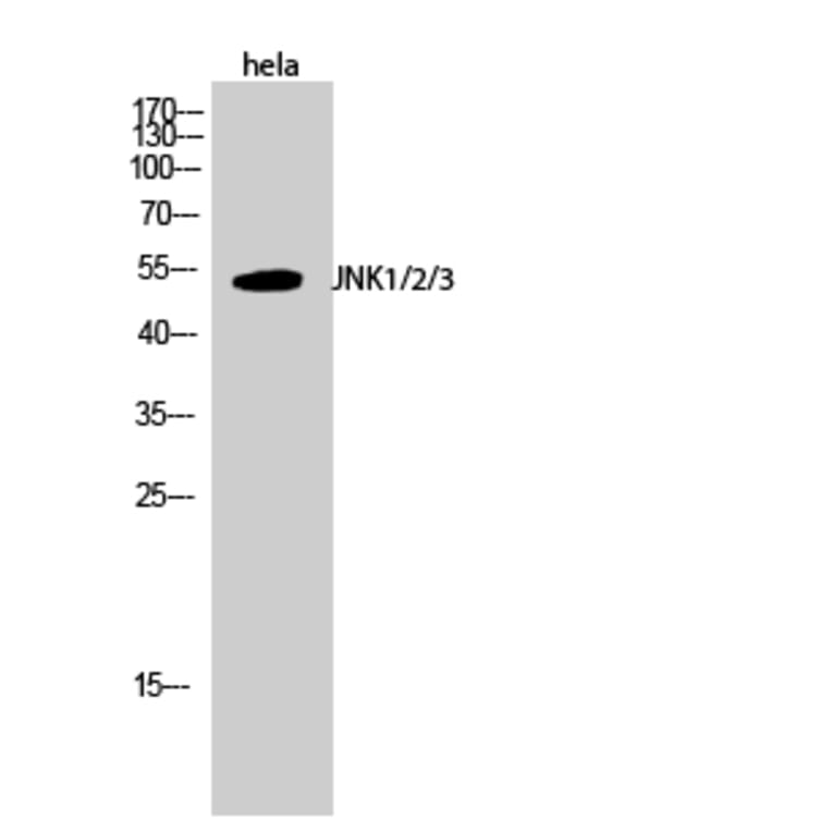 Western blot - JNK1/2/3 Polyclonal Antibody from Signalway Antibody (41085) - Antibodies.com