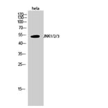 Western blot - JNK1/2/3 Polyclonal Antibody from Signalway Antibody (41085) - Antibodies.com