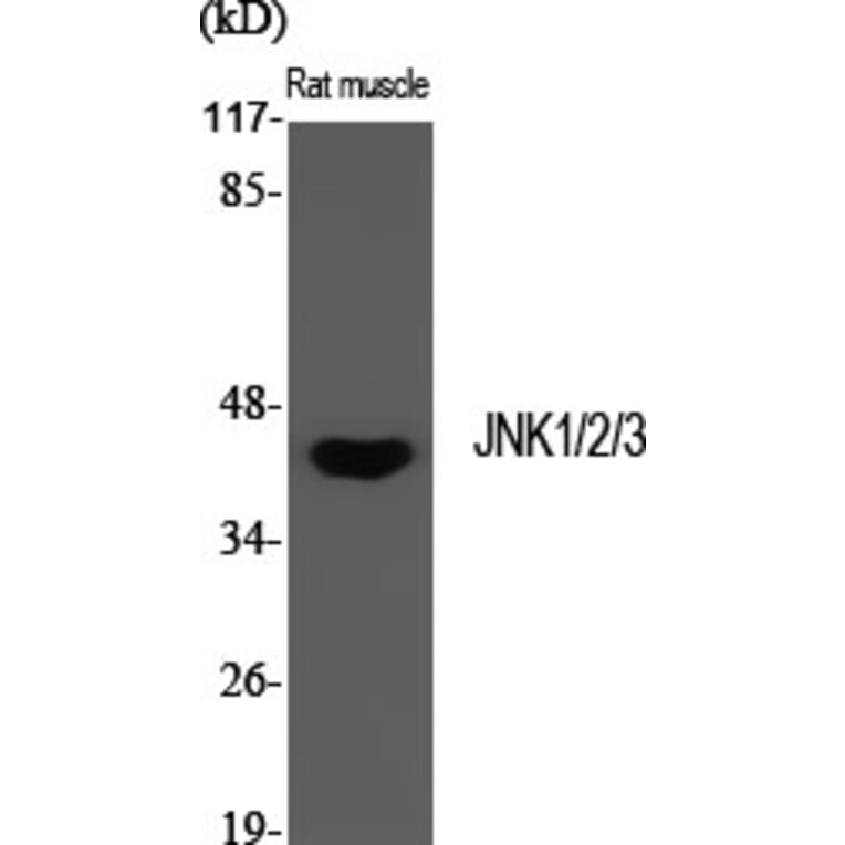 Western blot - JNK1/2/3 Polyclonal Antibody from Signalway Antibody (41085) - Antibodies.com