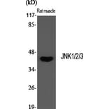 Western blot - JNK1/2/3 Polyclonal Antibody from Signalway Antibody (41085) - Antibodies.com