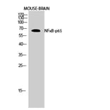 Western blot - NFκB-p65 Polyclonal Antibody from Signalway Antibody (41229) - Antibodies.com