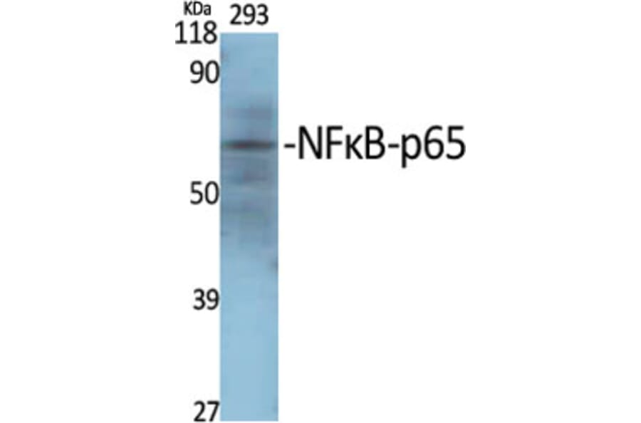Western blot - NFκB-p65 Polyclonal Antibody from Signalway Antibody (41229) - Antibodies.com