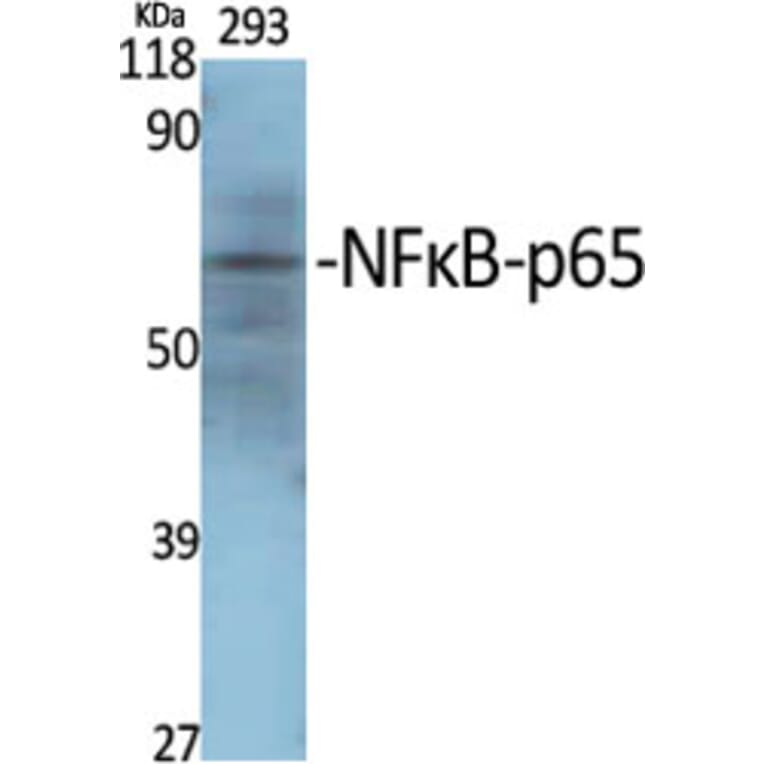 Western blot - NFκB-p65 Polyclonal Antibody from Signalway Antibody (41229) - Antibodies.com