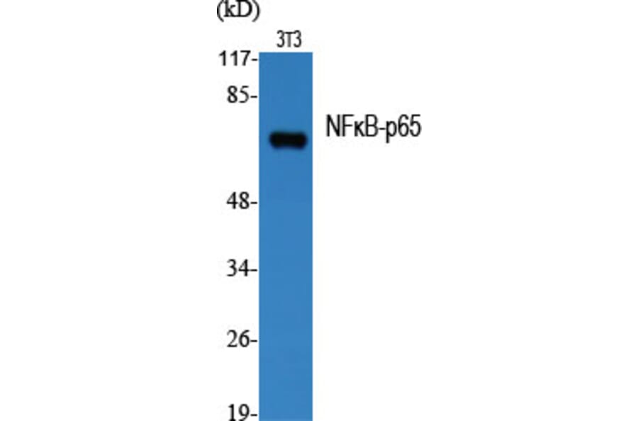 Western blot - NFκB-p65 Polyclonal Antibody from Signalway Antibody (41234) - Antibodies.com