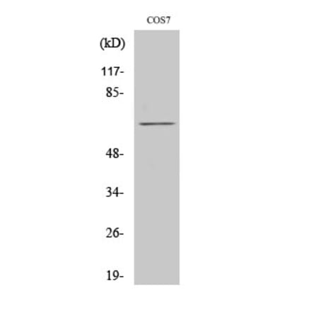 Western blot - Paxillin Polyclonal Antibody from Signalway Antibody (41323) - Antibodies.com