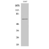 Western blot - Paxillin Polyclonal Antibody from Signalway Antibody (41323) - Antibodies.com