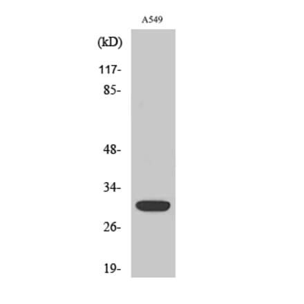 Western blot - Siah-1/2 Polyclonal Antibody from Signalway Antibody (41434) - Antibodies.com