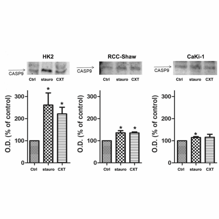 Western Blot - Anti-Cleaved-Caspase-9 p35 (D315) Antibody - Antibodies.com