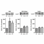 Western Blot - Anti-Cleaved-Caspase-9 p35 (D315) Antibody - Antibodies.com