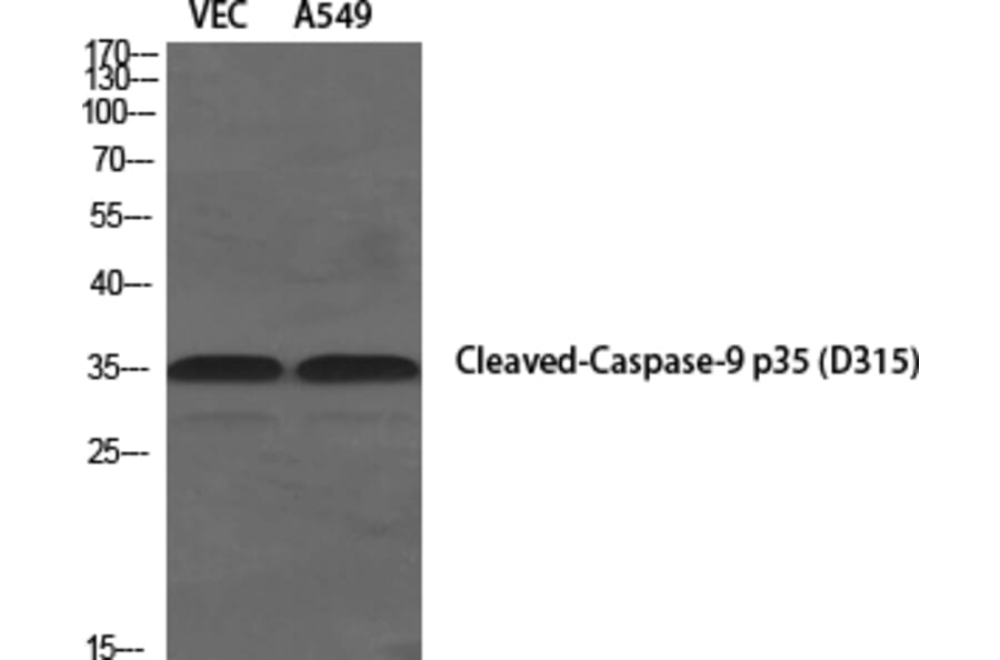 Western blot - Cleaved-Caspase-9 p35 (D315) Polyclonal Antibody from Signalway Antibody (40504) - Antibodies.com