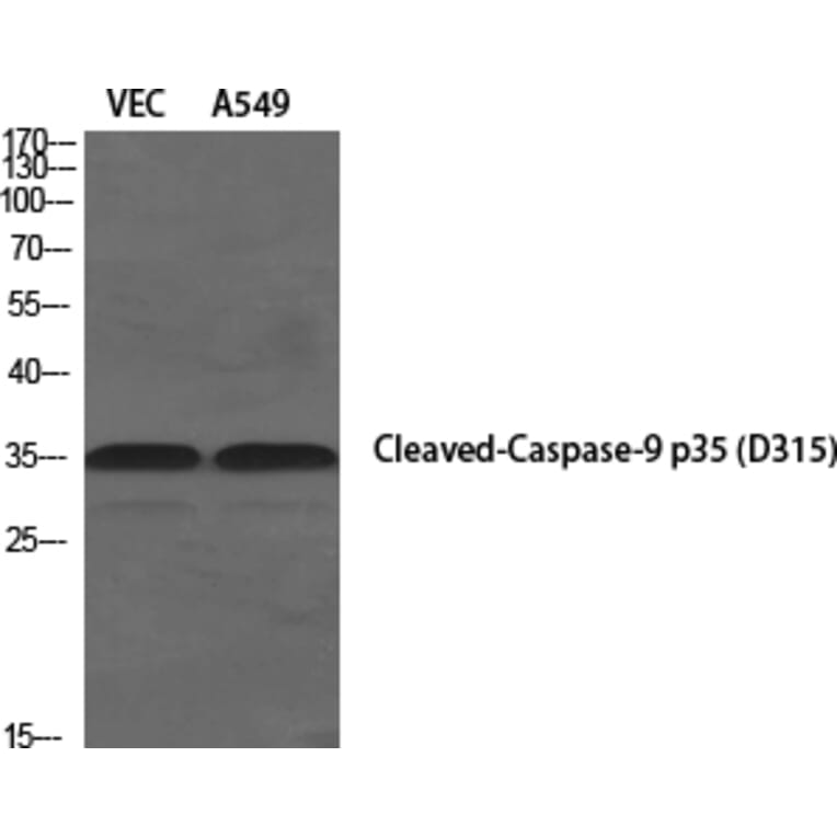 Western blot - Cleaved-Caspase-9 p35 (D315) Polyclonal Antibody from Signalway Antibody (40504) - Antibodies.com