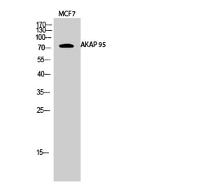 Western blot - AKAP 95 Polyclonal Antibody from Signalway Antibody (40564) - Antibodies.com