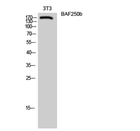 Western blot - BAF250b Polyclonal Antibody from Signalway Antibody (40632) - Antibodies.com