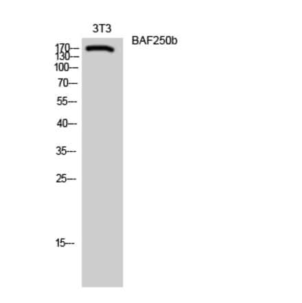 Western blot - BAF250b Polyclonal Antibody from Signalway Antibody (40632) - Antibodies.com