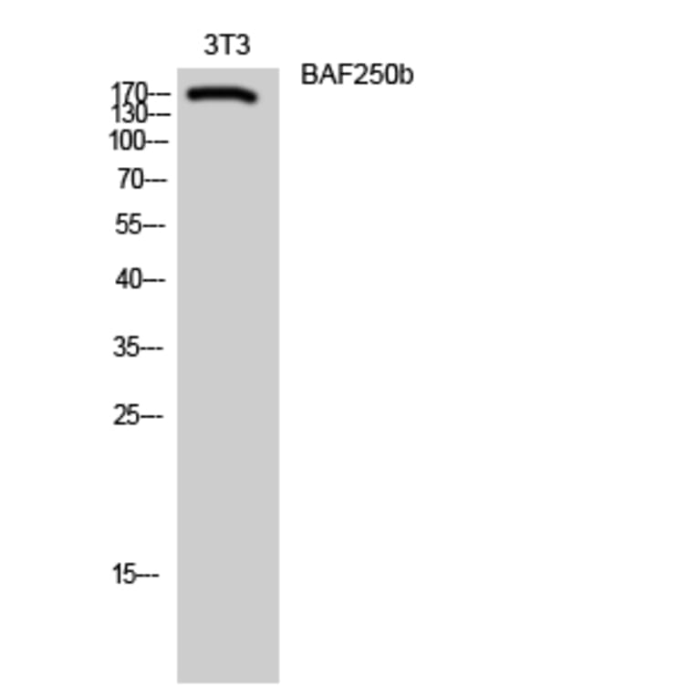 Western blot - BAF250b Polyclonal Antibody from Signalway Antibody (40632) - Antibodies.com