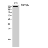 Western blot - BAF250b Polyclonal Antibody from Signalway Antibody (40632) - Antibodies.com