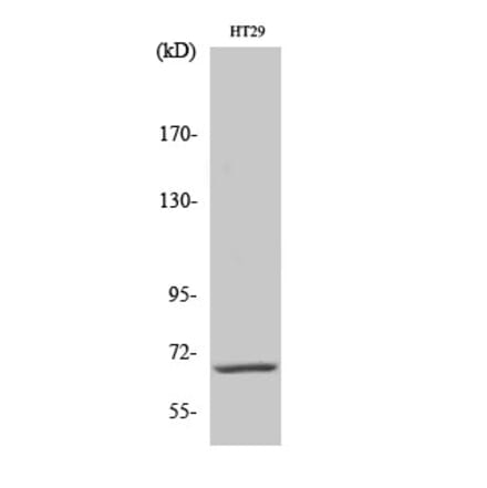 Western blot - Cables1 Polyclonal Antibody from Signalway Antibody (40664) - Antibodies.com