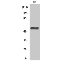 Western blot - CstF-64 Polyclonal Antibody from Signalway Antibody (40792) - Antibodies.com