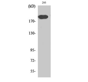 Western blot - Endo180 Polyclonal Antibody from Signalway Antibody (40881) - Antibodies.com