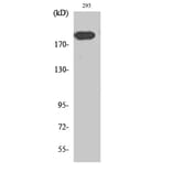 Western blot - Endo180 Polyclonal Antibody from Signalway Antibody (40881) - Antibodies.com