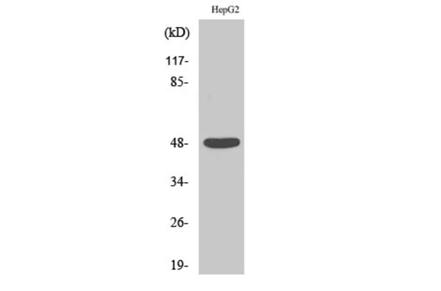 Western blot - Enolase Polyclonal Antibody from Signalway Antibody (40884) - Antibodies.com