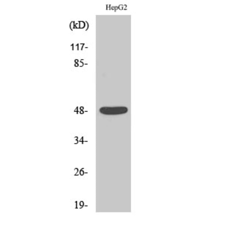 Western blot - Enolase Polyclonal Antibody from Signalway Antibody (40884) - Antibodies.com