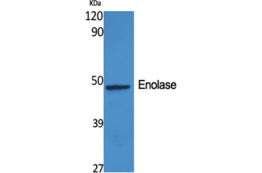 Western blot - Enolase Polyclonal Antibody from Signalway Antibody (40884) - Antibodies.com