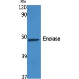 Western blot - Enolase Polyclonal Antibody from Signalway Antibody (40884) - Antibodies.com