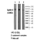 Western blot - EphB1/2 Polyclonal Antibody from Signalway Antibody (40889) - Antibodies.com