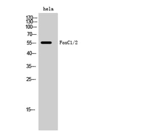 Western blot - FoxC1/2 Polyclonal Antibody from Signalway Antibody (40933) - Antibodies.com
