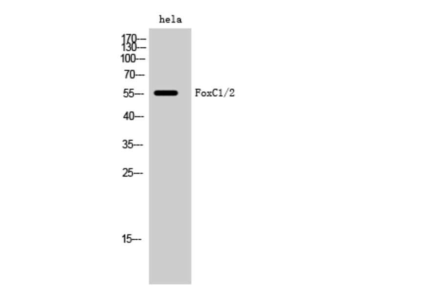 Western blot - FoxC1/2 Polyclonal Antibody from Signalway Antibody (40933) - Antibodies.com
