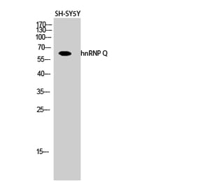 Western blot - hnRNP Q Polyclonal Antibody from Signalway Antibody (41027) - Antibodies.com