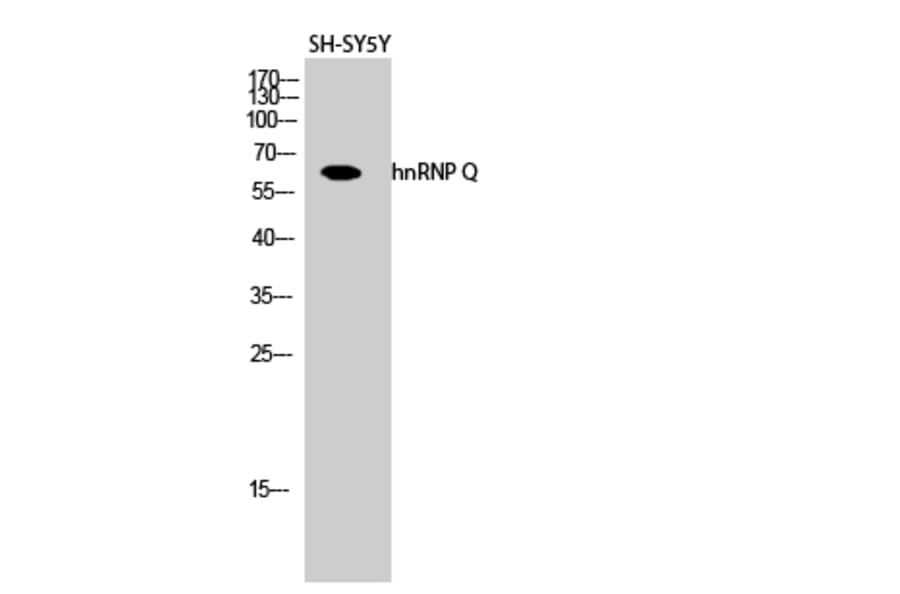 Western blot - hnRNP Q Polyclonal Antibody from Signalway Antibody (41027) - Antibodies.com