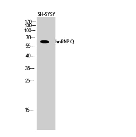Western blot - hnRNP Q Polyclonal Antibody from Signalway Antibody (41027) - Antibodies.com