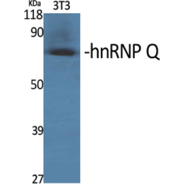 Western blot - hnRNP Q Polyclonal Antibody from Signalway Antibody (41027) - Antibodies.com