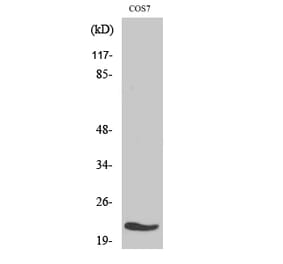 Western blot - MRP-L11 Polyclonal Antibody from Signalway Antibody (41168) - Antibodies.com