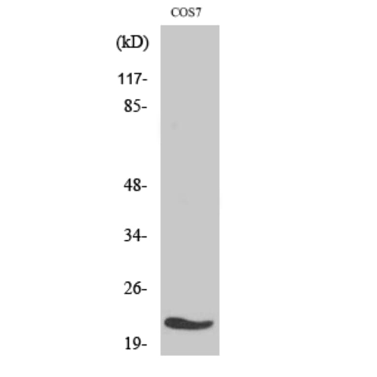 Western blot - MRP-L11 Polyclonal Antibody from Signalway Antibody (41168) - Antibodies.com