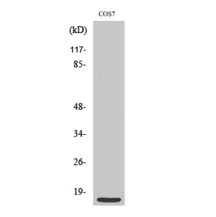 Western blot - MRP-S21 Polyclonal Antibody from Signalway Antibody (41179) - Antibodies.com