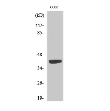 Western blot - MRP-S22 Polyclonal Antibody from Signalway Antibody (41180) - Antibodies.com