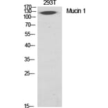 Western blot - Mucin 1 Polyclonal Antibody from Signalway Antibody (41188) - Antibodies.com