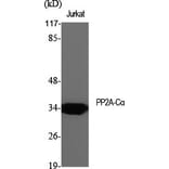 Western blot - PP2A-Cα Polyclonal Antibody from Signalway Antibody (41357) - Antibodies.com