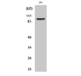 Western blot - TRAP100 Polyclonal Antibody from Signalway Antibody (41512) - Antibodies.com