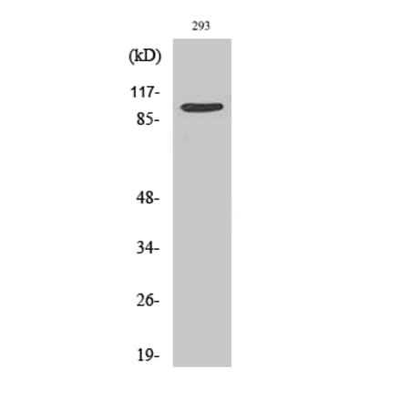 Western blot - TRAP100 Polyclonal Antibody from Signalway Antibody (41512) - Antibodies.com