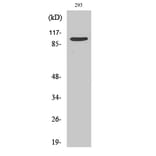 Western blot - TRAP100 Polyclonal Antibody from Signalway Antibody (41512) - Antibodies.com