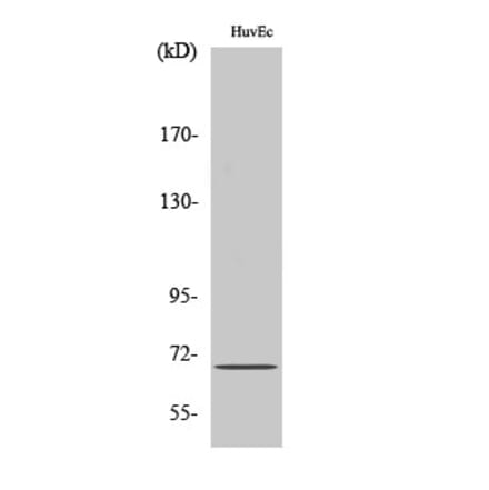 Western blot - AIF-M1 Polyclonal Antibody from Signalway Antibody (40560) - Antibodies.com