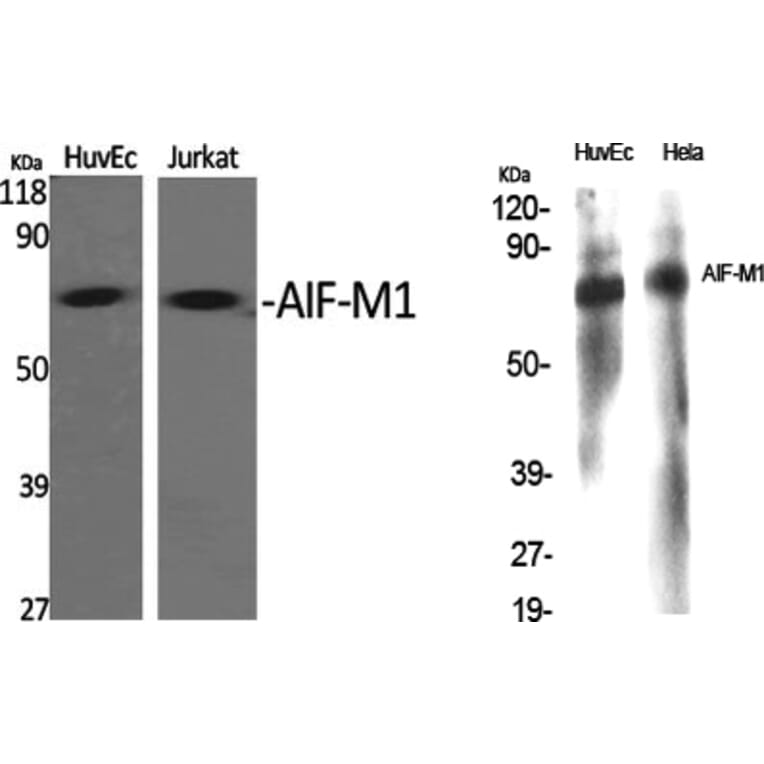 Western blot - AIF-M1 Polyclonal Antibody from Signalway Antibody (40560) - Antibodies.com