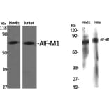 Western blot - AIF-M1 Polyclonal Antibody from Signalway Antibody (40560) - Antibodies.com