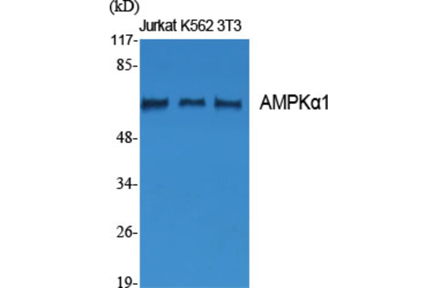 Western blot - AMPKα1 Polyclonal Antibody from Signalway Antibody (40585) - Antibodies.com