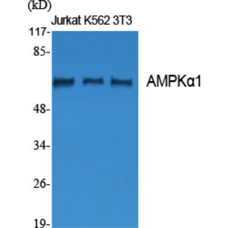 Western blot - AMPKα1 Polyclonal Antibody from Signalway Antibody (40585) - Antibodies.com